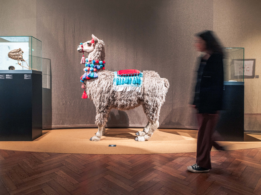 Alpaka in einer Ausstellung im Kunsthistorischen Museum in Wien.